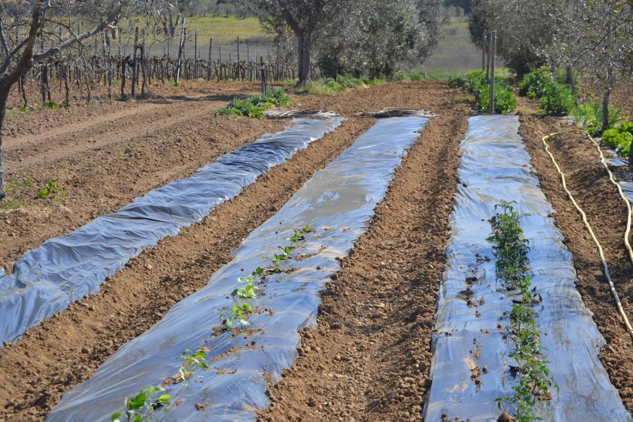 Agriturismo Il Laghetto Γκροσέτο Εξωτερικό φωτογραφία